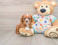 6 week old Cavalier King Charles Spaniel Puppy For Sale - Lone Star Pups