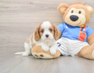 7 week old Cavalier King Charles Spaniel Puppy For Sale - Lone Star Pups
