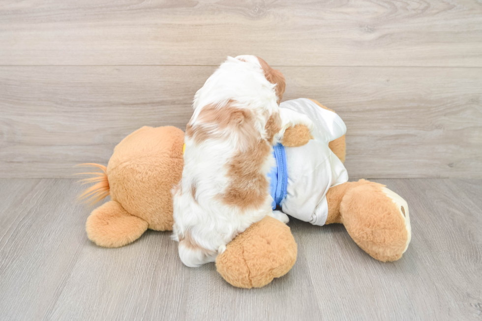 Little Cavalier King Charles Spaniel Purebred Pup