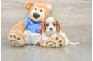 Cavalier King Charles Spaniel Pup Being Cute