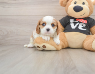 5 week old Cavalier King Charles Spaniel Puppy For Sale - Lone Star Pups