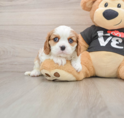 5 week old Cavalier King Charles Spaniel Puppy For Sale - Lone Star Pups