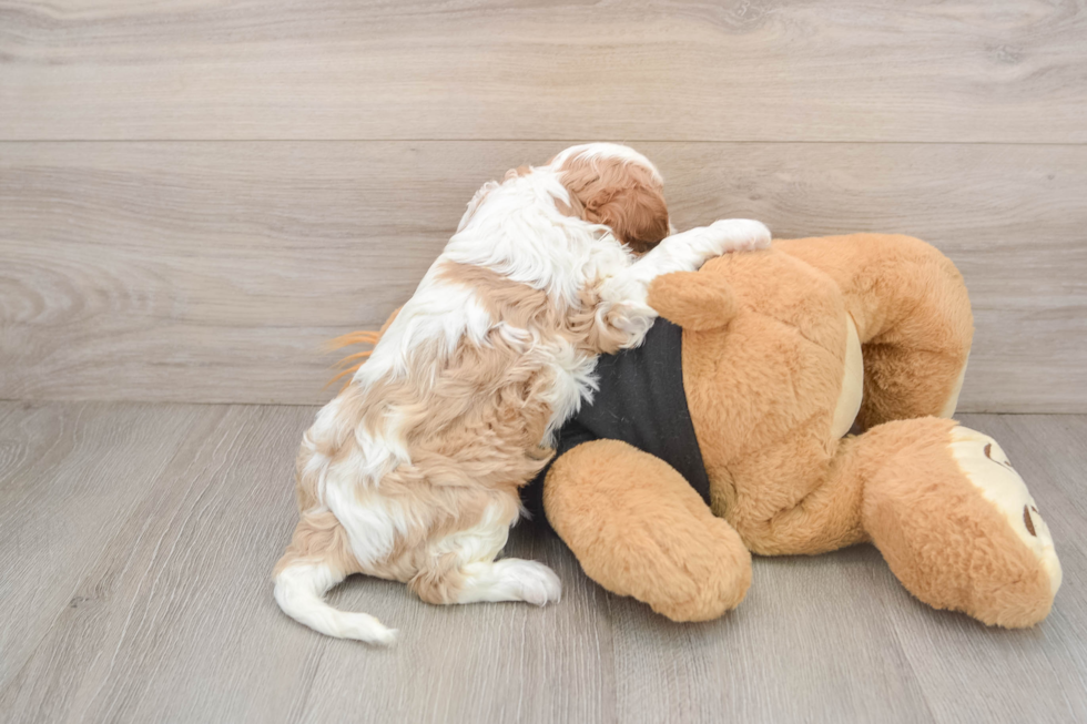 Cavalier King Charles Spaniel Puppy for Adoption