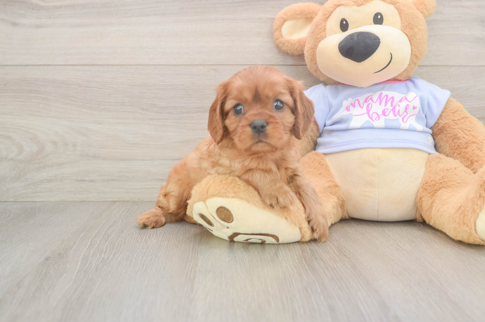 6 week old Cavalier King Charles Spaniel Puppy For Sale - Lone Star Pups