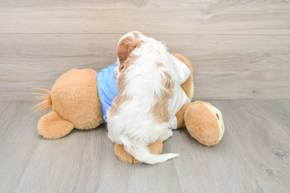 Little Cavalier King Charles Spaniel Purebred Pup