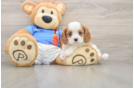 Friendly Cavalier King Charles Spaniel Baby