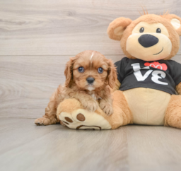 9 week old Cavalier King Charles Spaniel Puppy For Sale - Lone Star Pups