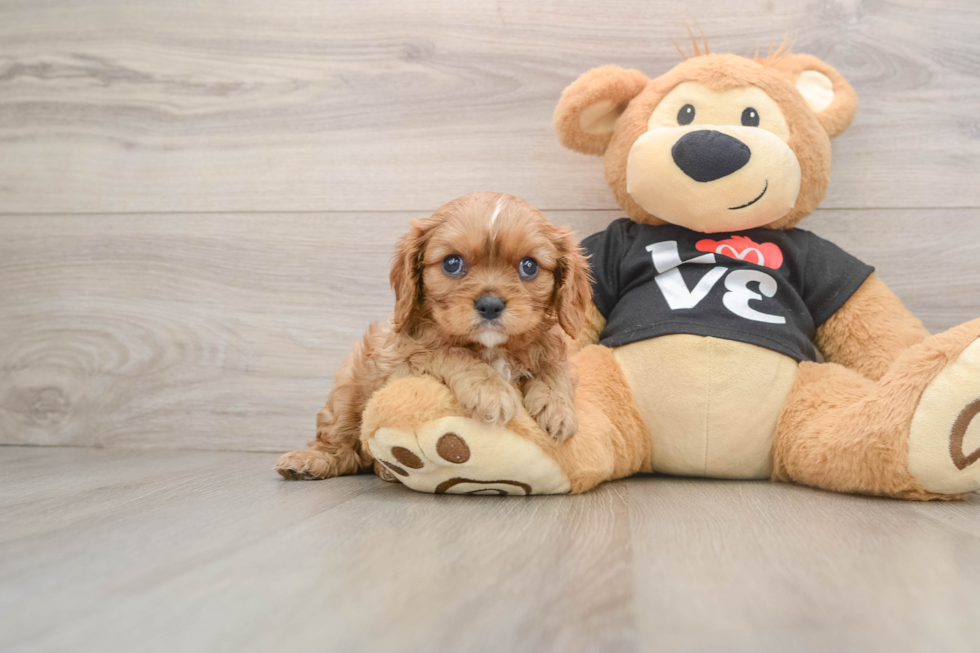 Cavalier King Charles Spaniel Pup Being Cute