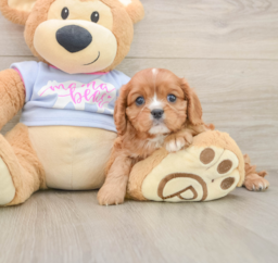 5 week old Cavalier King Charles Spaniel Puppy For Sale - Lone Star Pups
