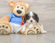 6 week old Cavalier King Charles Spaniel Puppy For Sale - Lone Star Pups