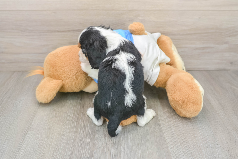Cavalier King Charles Spaniel Puppy for Adoption