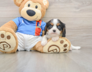 6 week old Cavalier King Charles Spaniel Puppy For Sale - Lone Star Pups