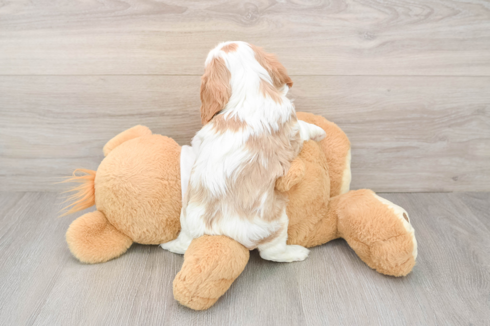 Popular Cavalier King Charles Spaniel Baby