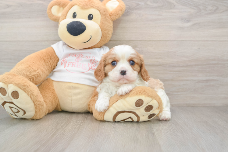 Funny Cavalier King Charles Spaniel Purebred Pup