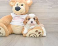 5 week old Cavalier King Charles Spaniel Puppy For Sale - Lone Star Pups