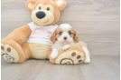 Funny Cavalier King Charles Spaniel Purebred Pup