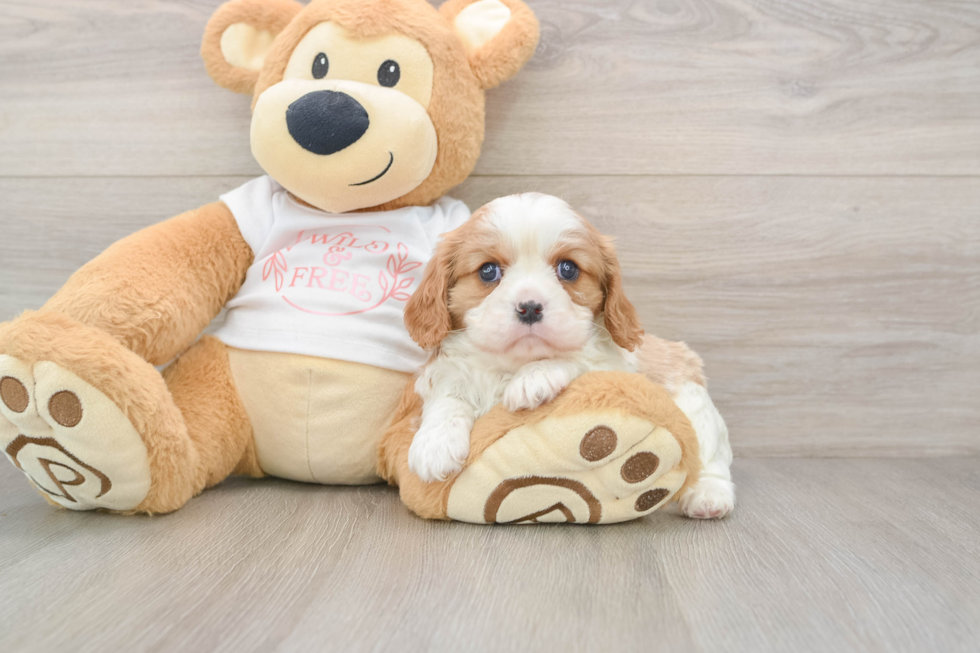 Funny Cavalier King Charles Spaniel Purebred Pup