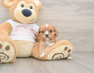 7 week old Cavalier King Charles Spaniel Puppy For Sale - Lone Star Pups
