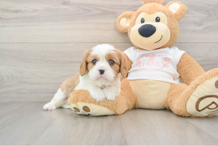 Best Cavalier King Charles Spaniel Baby