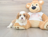 5 week old Cavalier King Charles Spaniel Puppy For Sale - Lone Star Pups