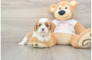 Best Cavalier King Charles Spaniel Baby