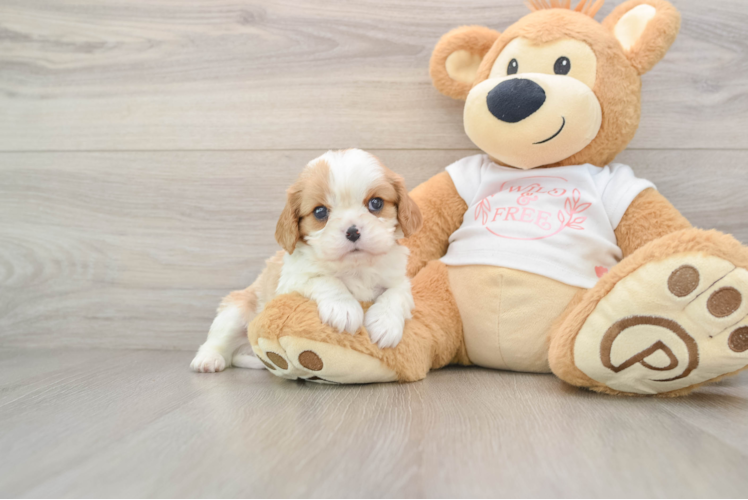 Akc Registered Cavalier King Charles Spaniel Purebred Pup