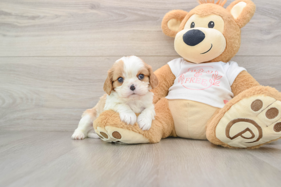 Akc Registered Cavalier King Charles Spaniel Purebred Pup