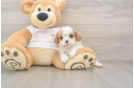 Sweet Cavalier Purebred Puppy