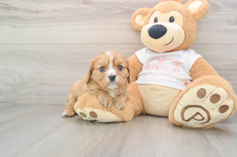 Energetic Cavalier Purebred Puppy