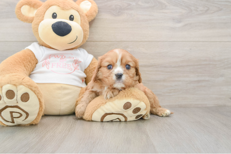 Cavalier King Charles Spaniel Pup Being Cute