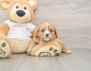 5 week old Cavalier King Charles Spaniel Puppy For Sale - Lone Star Pups