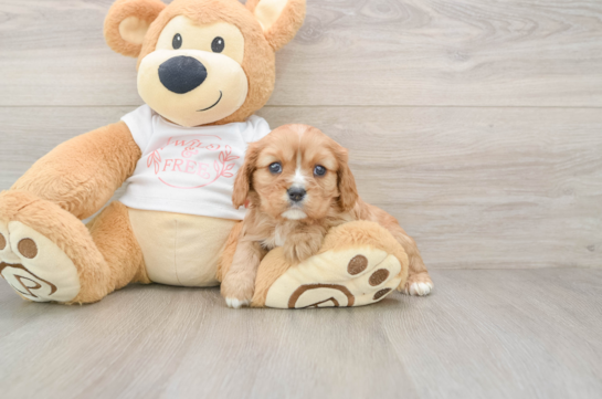 Cavalier King Charles Spaniel Pup Being Cute