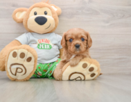 6 week old Cavalier King Charles Spaniel Puppy For Sale - Lone Star Pups
