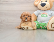 6 week old Cavalier King Charles Spaniel Puppy For Sale - Lone Star Pups