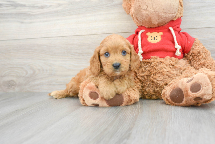 Cavapoo Puppy for Adoption