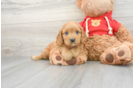 Cavapoo Puppy for Adoption