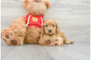 Cavapoo Pup Being Cute