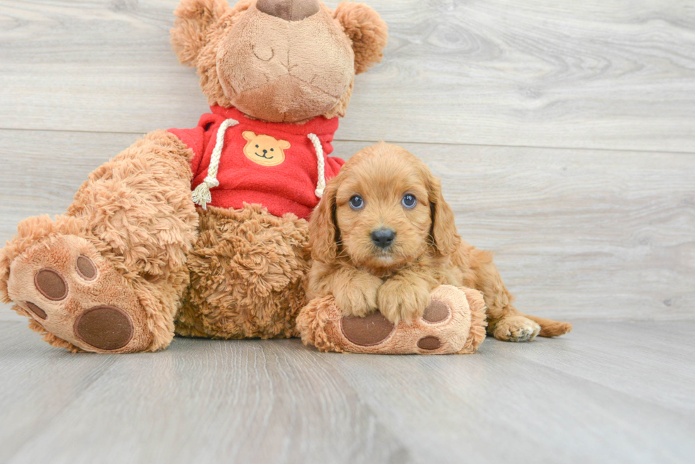 Cavapoo Pup Being Cute
