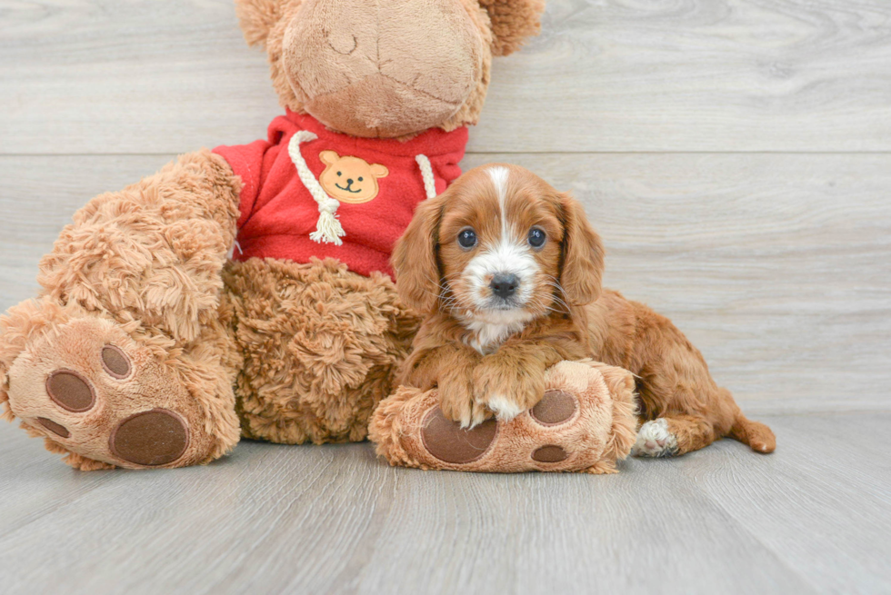 Petite Cavapoo Poodle Mix Pup