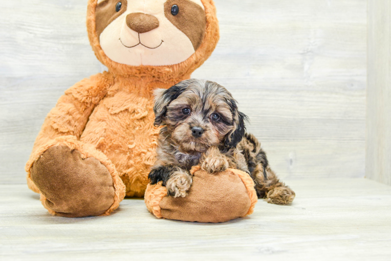 Meet Alanis - our Cavapoo Puppy Photo 1/3 - Lone Star Pups
