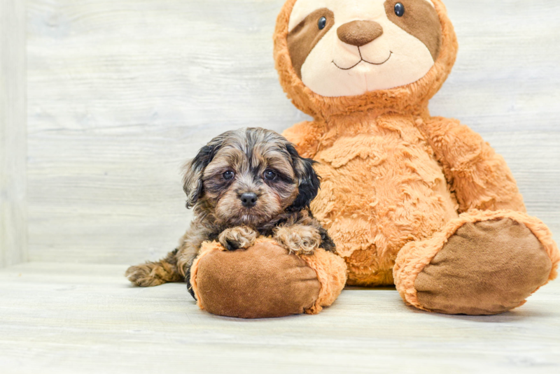 Meet Alanis - our Cavapoo Puppy Photo 2/3 - Lone Star Pups