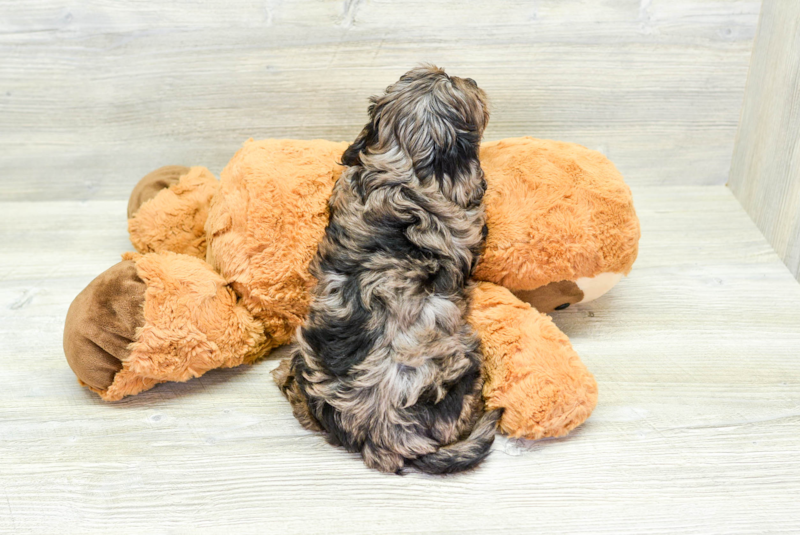 Meet Alanis - our Cavapoo Puppy Photo 3/3 - Lone Star Pups