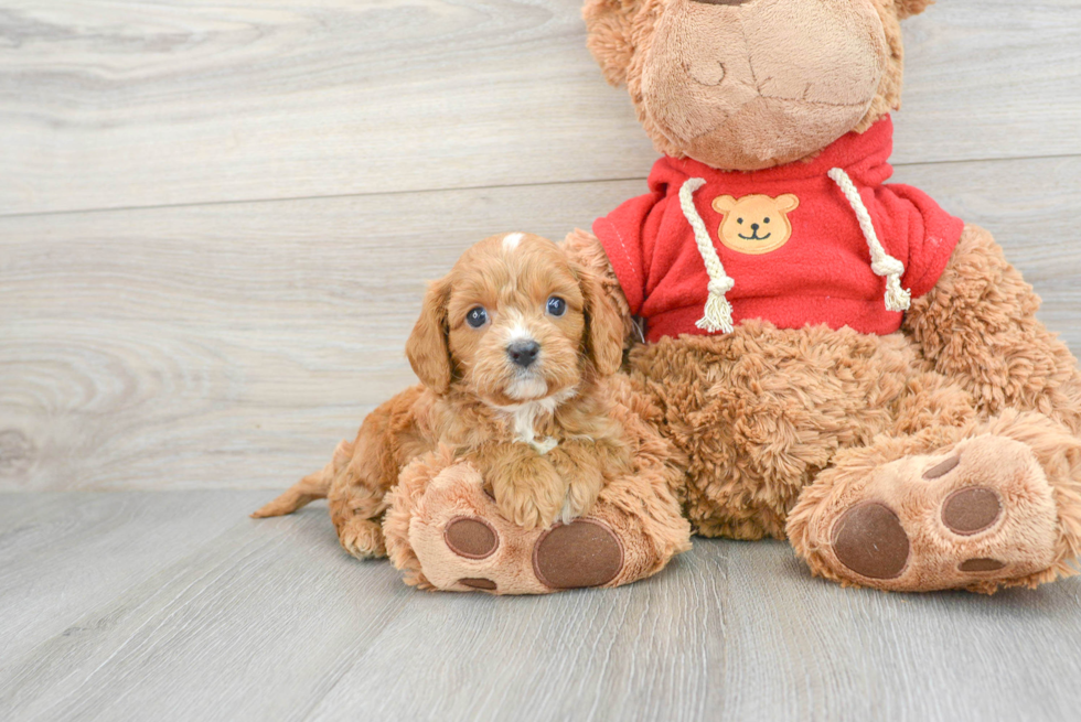 Best Cavapoo Baby
