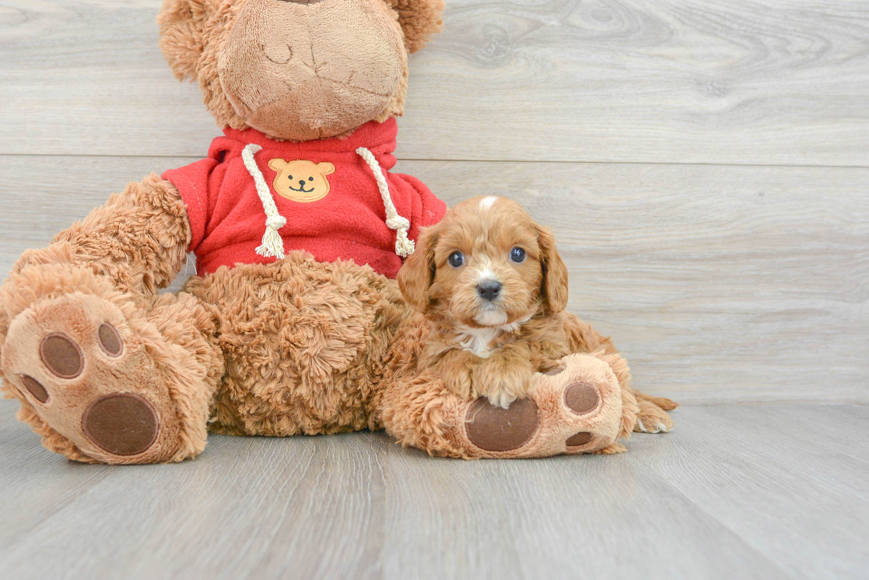Cavapoo Puppy for Adoption