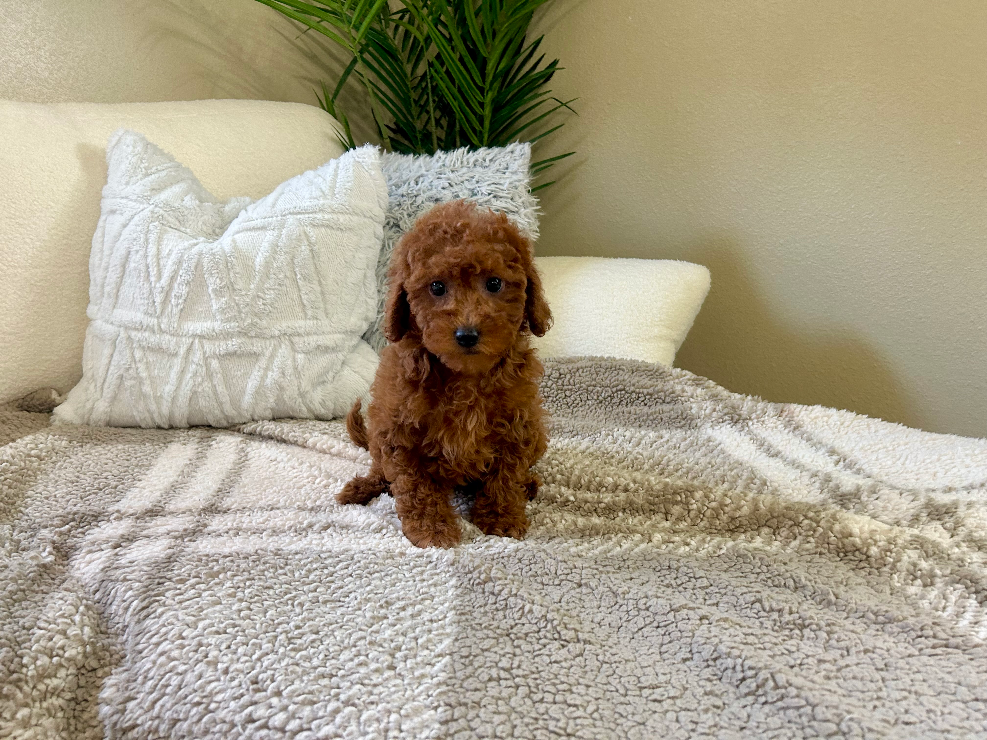 Cavapoo Pup Being Cute