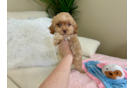 Cavapoo Puppy for Adoption