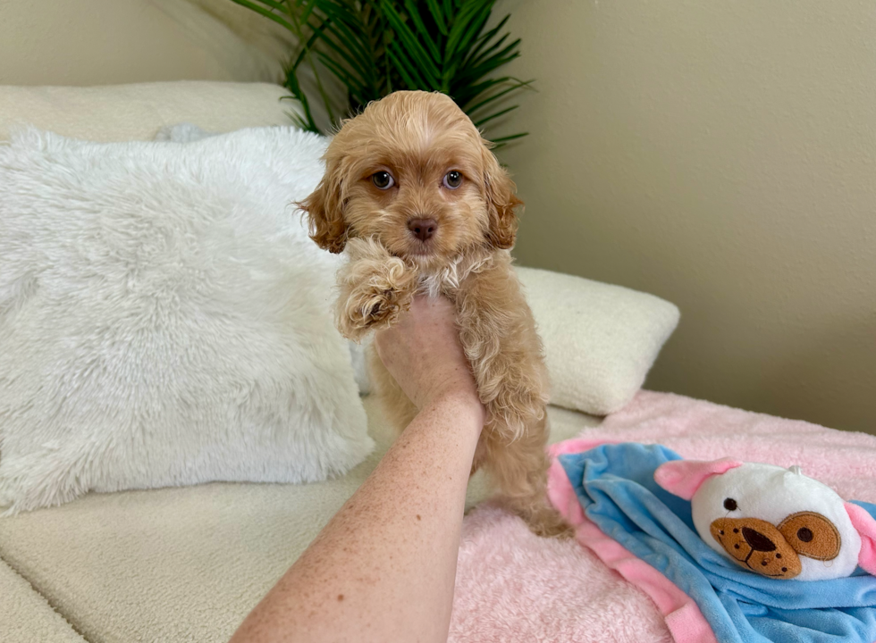 Cavapoo Puppy for Adoption
