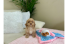Cavapoo Pup Being Cute