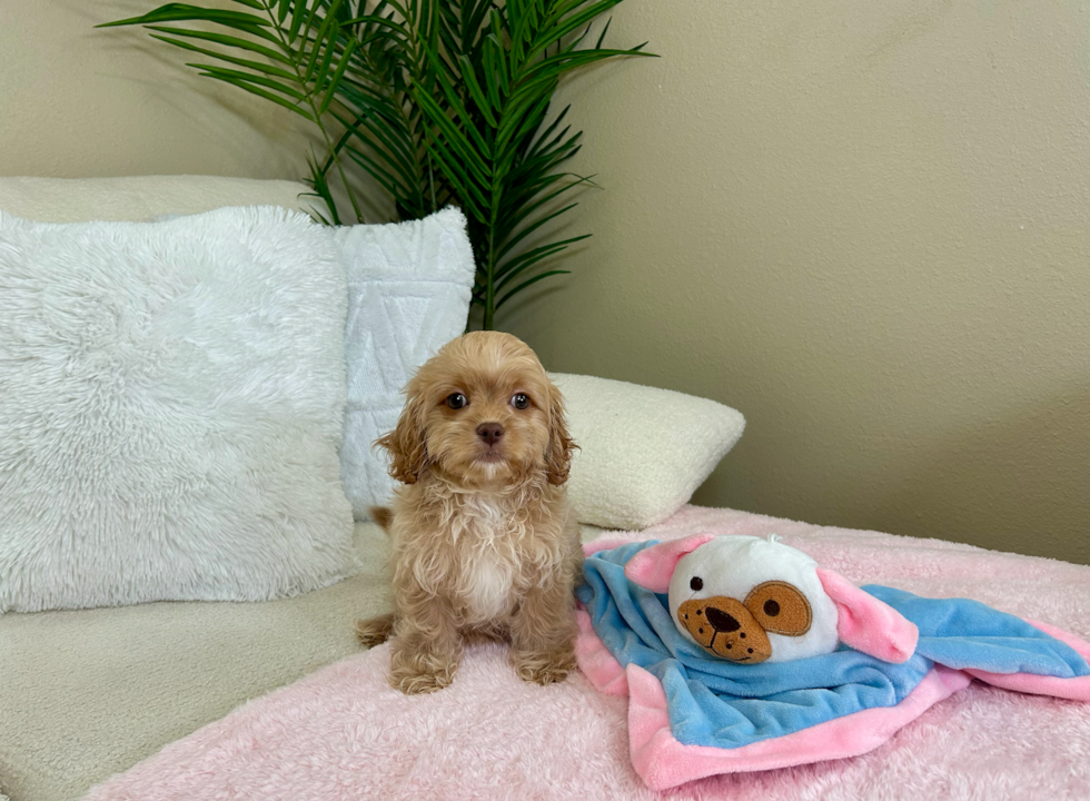Cavapoo Pup Being Cute