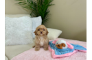 Best Cavapoo Baby